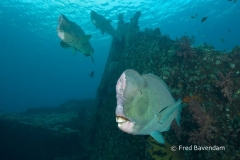 Liberty wreck