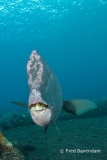 Liberty wreck