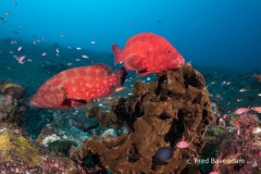 Liberty wreck