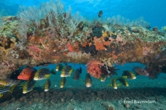 Liberty wreck