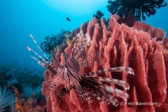 Liberty wreck
