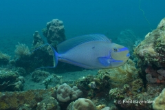 Liberty wreck