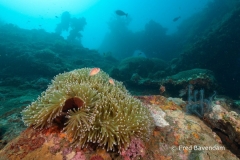 Liberty wreck