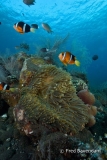 Liberty wreck