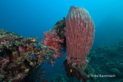 Liberty wreck