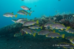 Liberty wreck