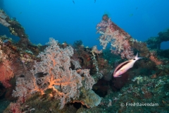 Liberty wreck