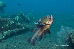 Liberty wreck