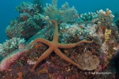 Liberty wreck