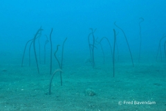 Liberty wreck
