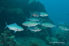 Liberty wreck