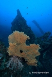 Liberty wreck