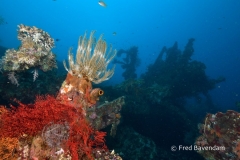 Liberty wreck