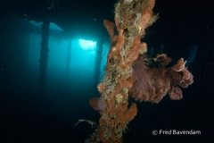 Liberty wreck