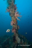 Liberty wreck