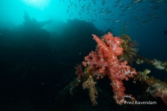 Liberty wreck